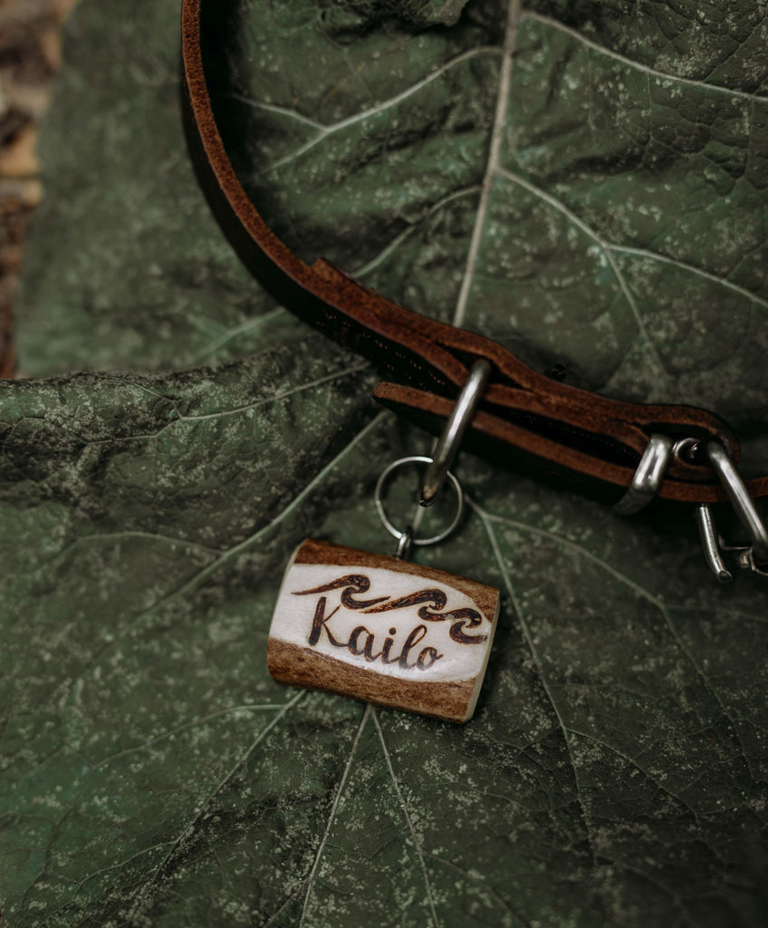 Dog antler name tag  on a leather collar