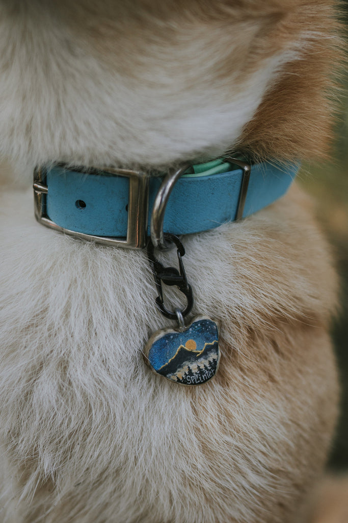 Name tag attached to dog's collar, matching blue