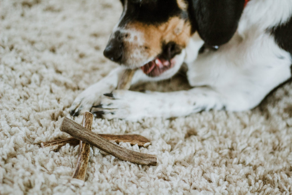 Beagle chewing on antler sticks