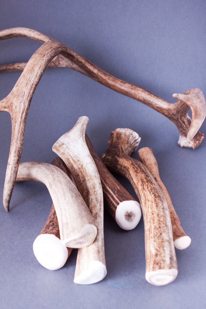Reindeer antler chew pile