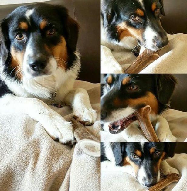 Collage of dog chewing antler treat