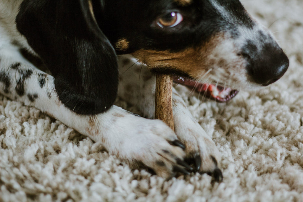 Beagle dog chewing on antlers