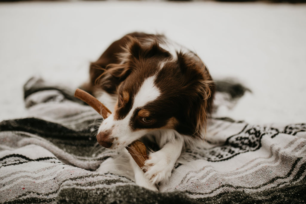 Australian Shepherd chewing antler on a blanket