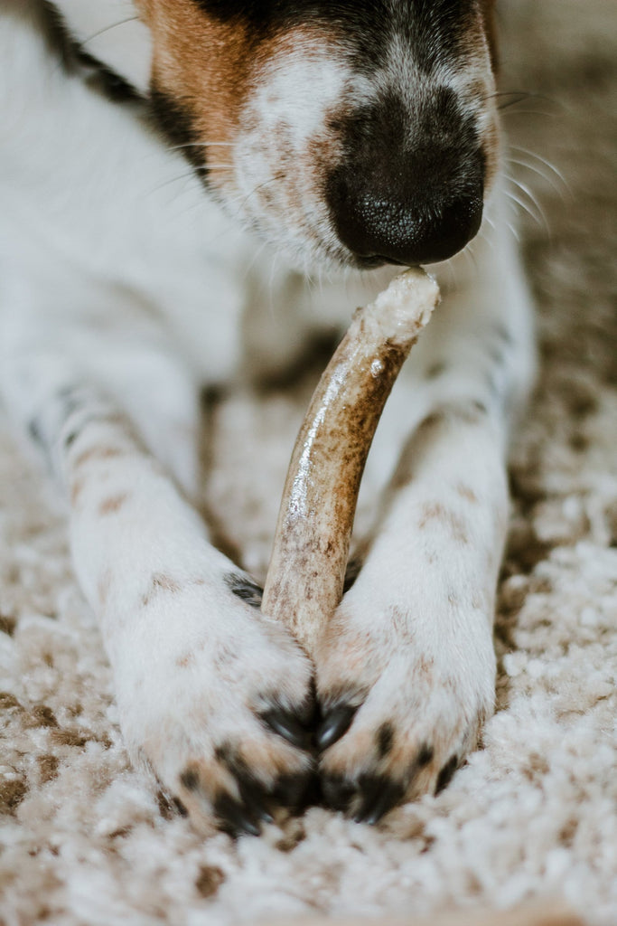 Dog sniffing antler stick