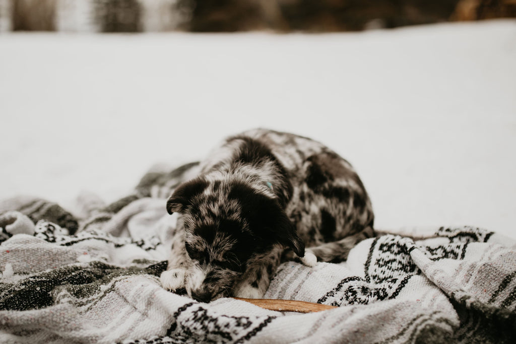 Border Collie Puppy chewing on antler