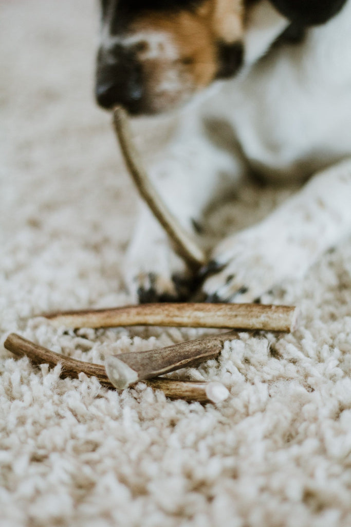 Dog and antlers on carpet