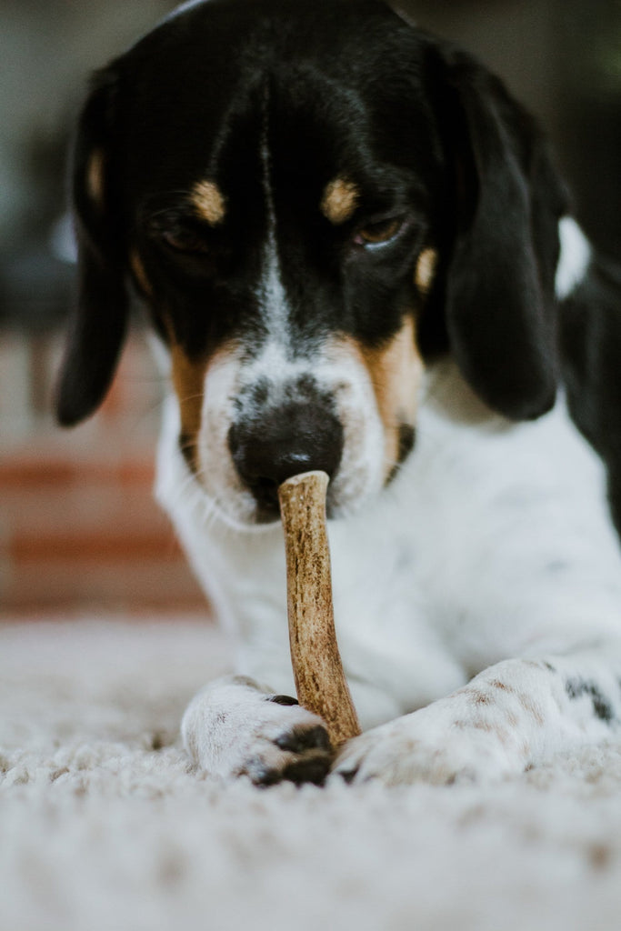 Beagle dog holding his antler chew