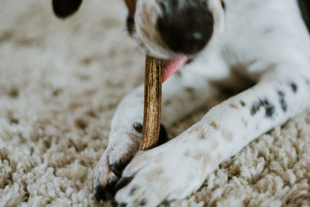 Dog holding antler stick in his paws