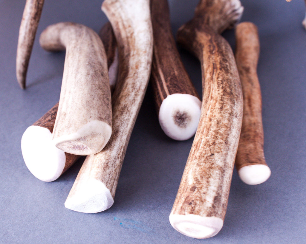 Pile of big antler chews