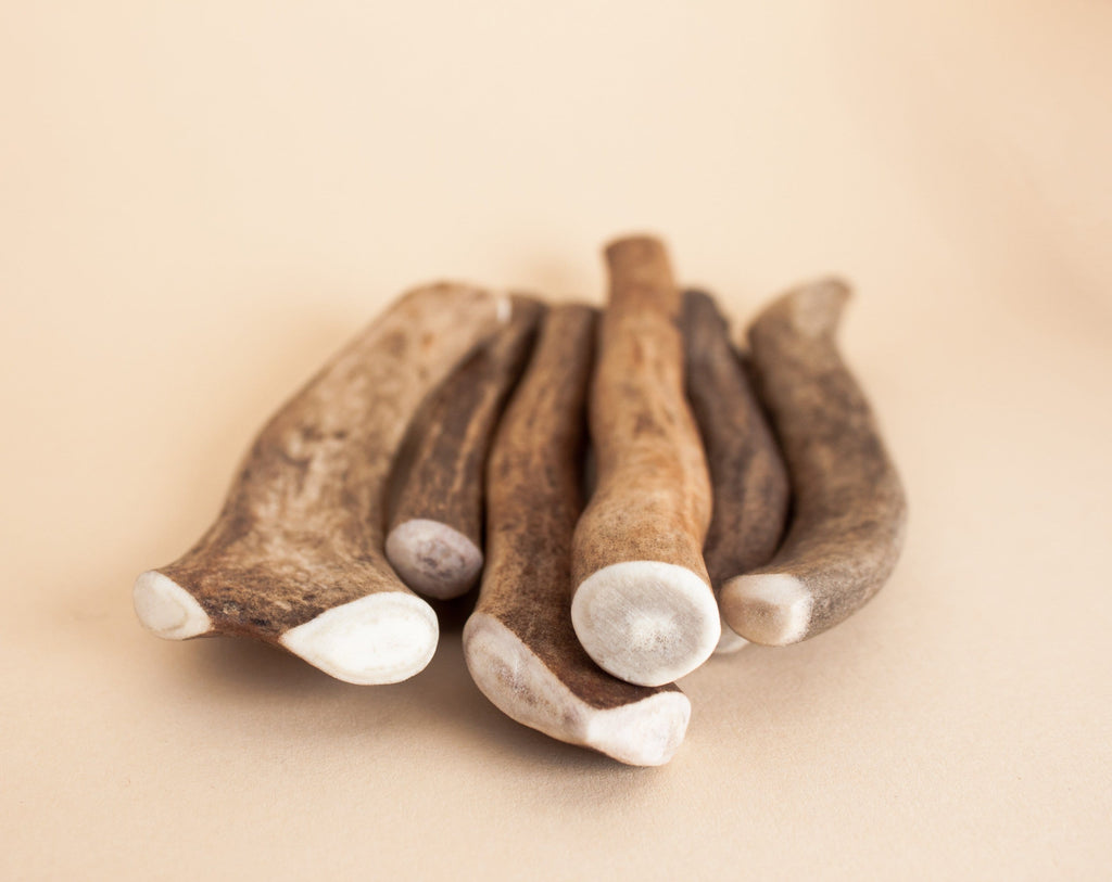 Small Pile of reindeer antler chews