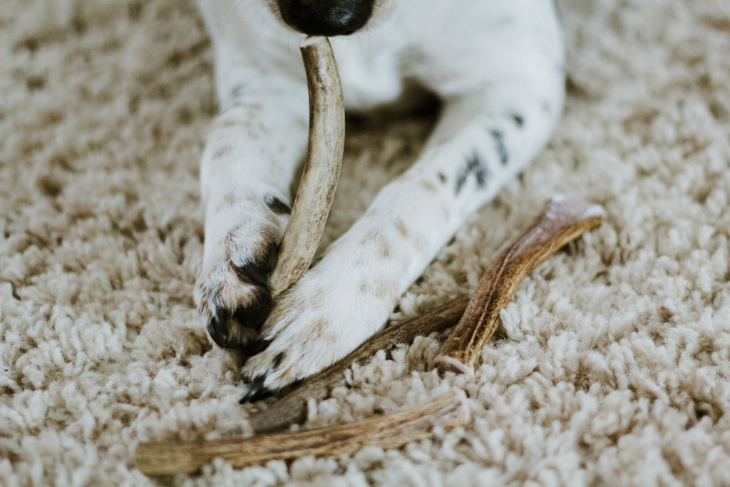 Dog holding antler chew in his paws